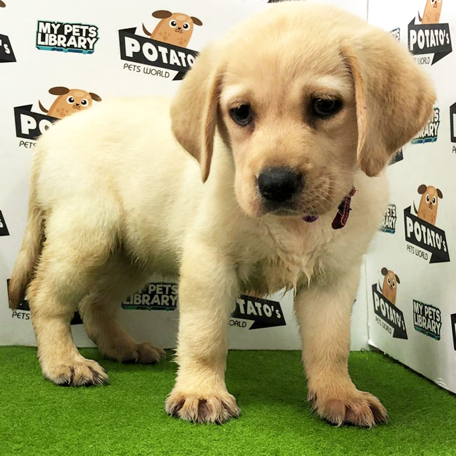 Labrador Puppy For Sale