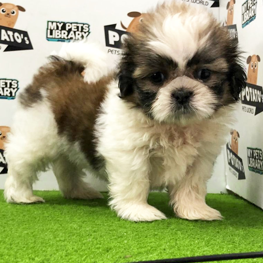 Shih Tzu Puppy (Male) For Sale