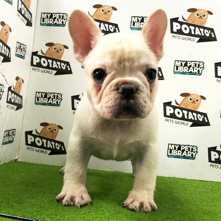 French Bulldog Puppy (Male) For Sale