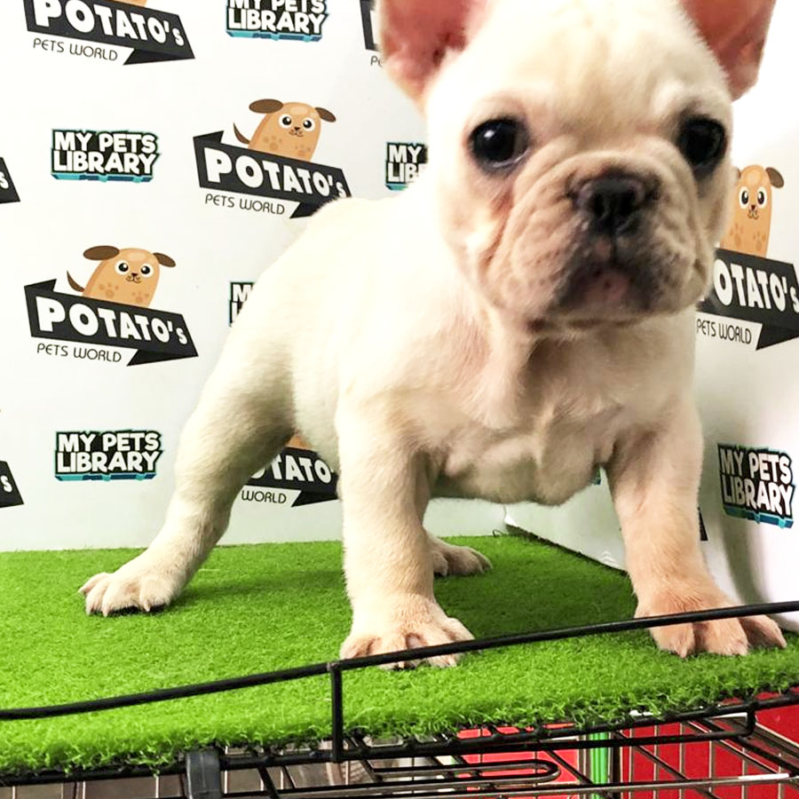 French Bulldog Puppy (Female) For Sale