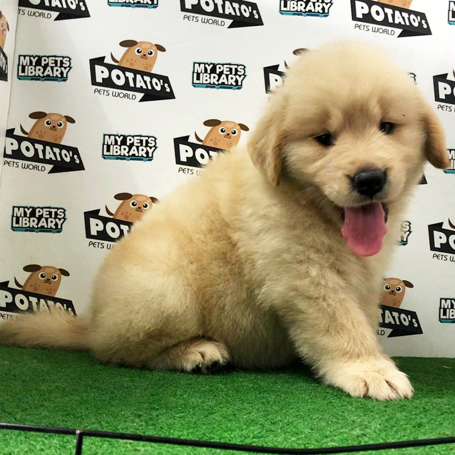 Golden Retriever Puppy (Female) For Sale
