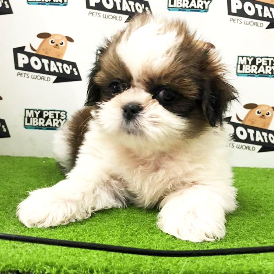 Shih Tzu Puppy (Male) For Sale