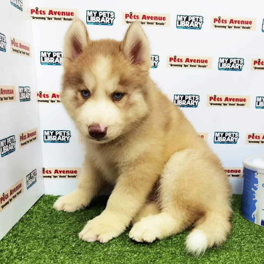 Siberian Husky Puppy (Male) For Sale