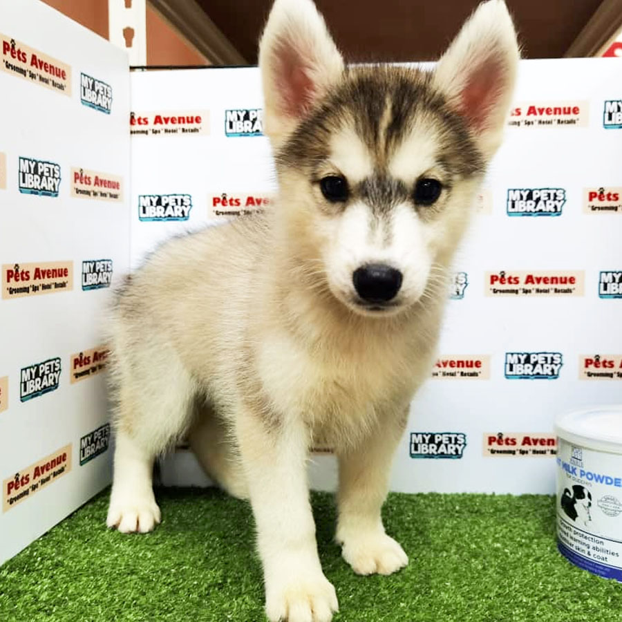 Siberian Husky Puppy (Female) For Sale
