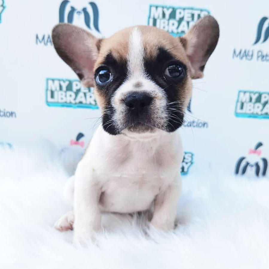 French Bulldog Puppy (Male) For Sale