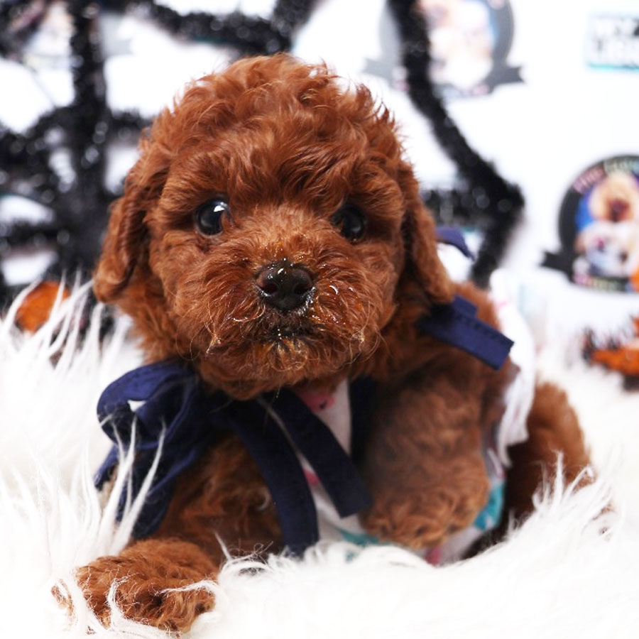 Tiny  Poodle Puppy (Female) For Sale