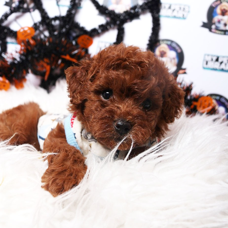 Toy Poodle Puppy (Male) For Sale