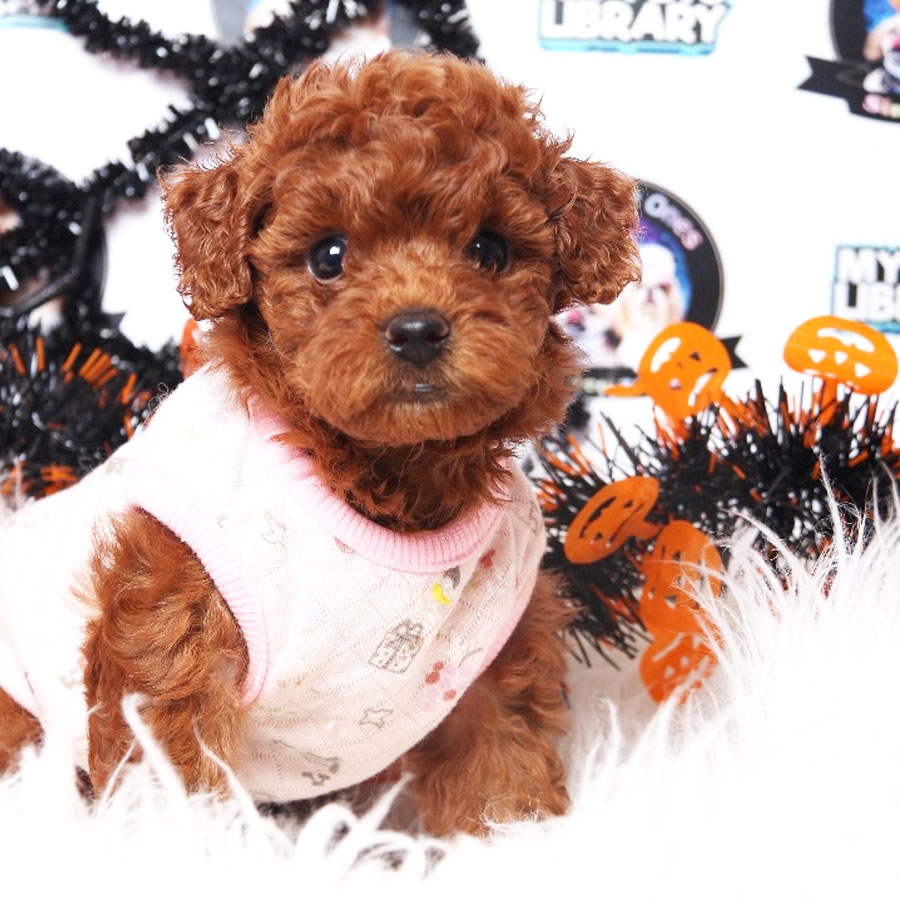 Tiny Toy  Poodle Puppy (Female) For Sale