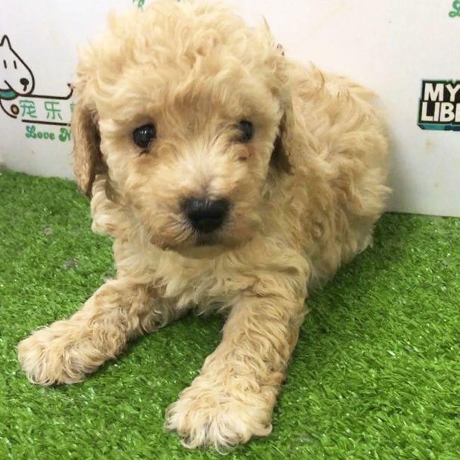 Toy Poodle Puppy (Male) For Sale