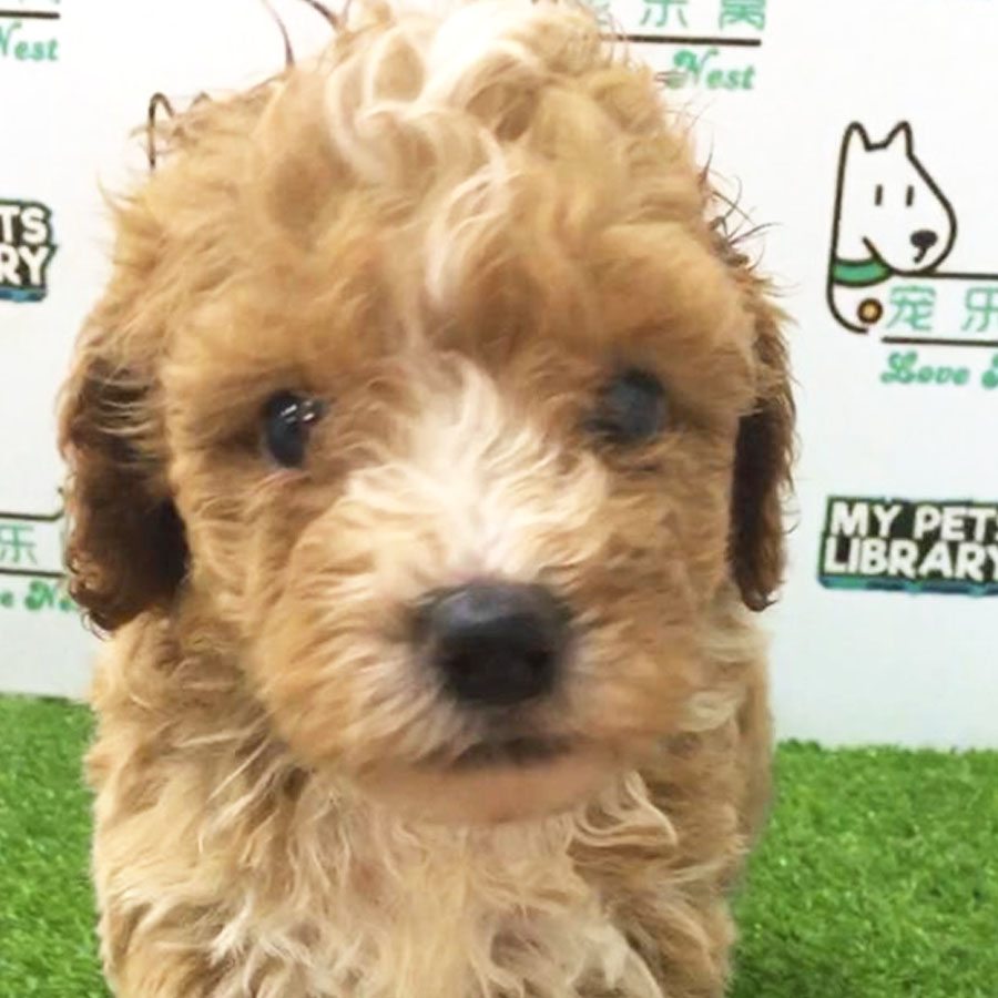 Toy Poodle Puppy (Male) For Sale