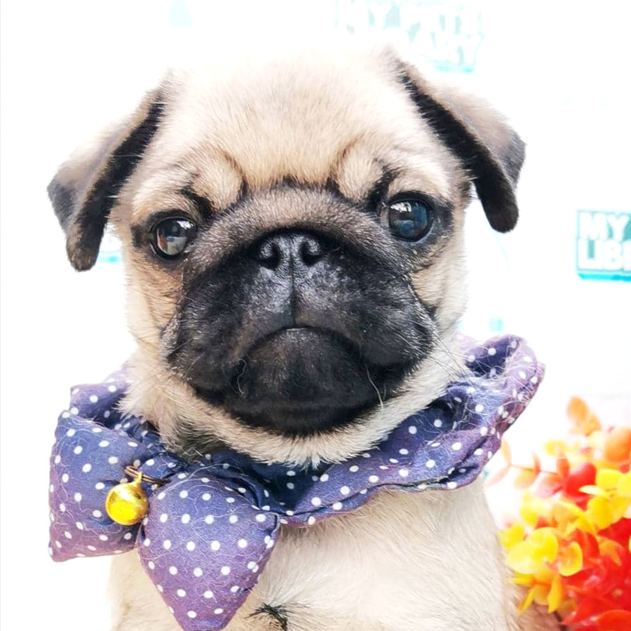Pug Puppy (Male) For Sale