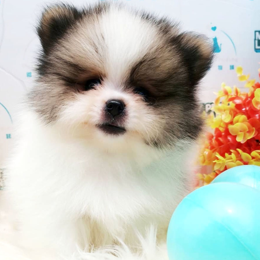 Pomeranian Puppy (Male) For Sale