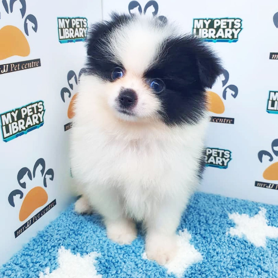 Pomeranian Puppy (Male) For Sale