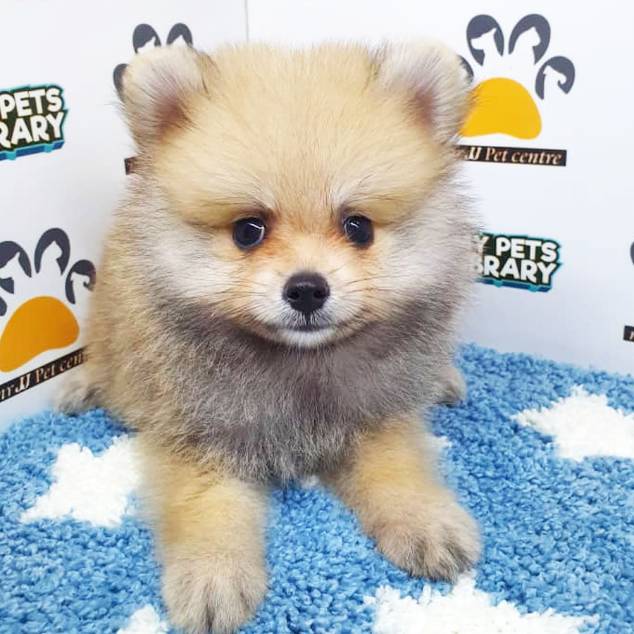 Pomeranian Puppy (Male) For Sale