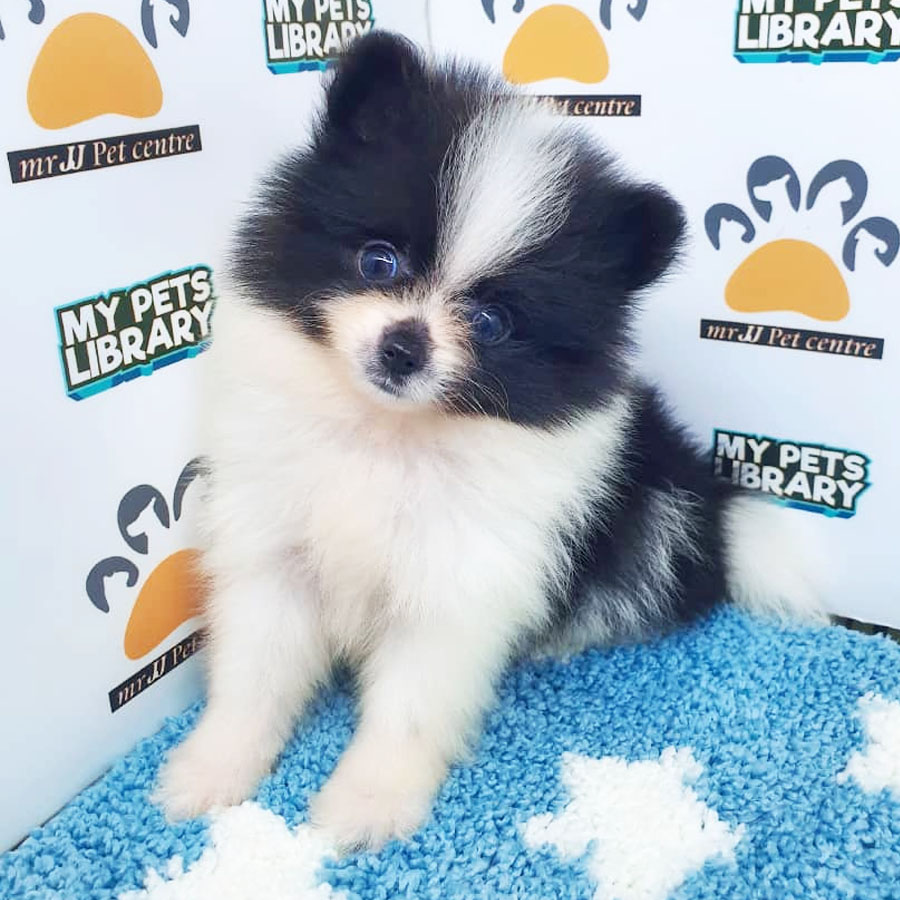 Pomeranian Puppy (Male) For Sale