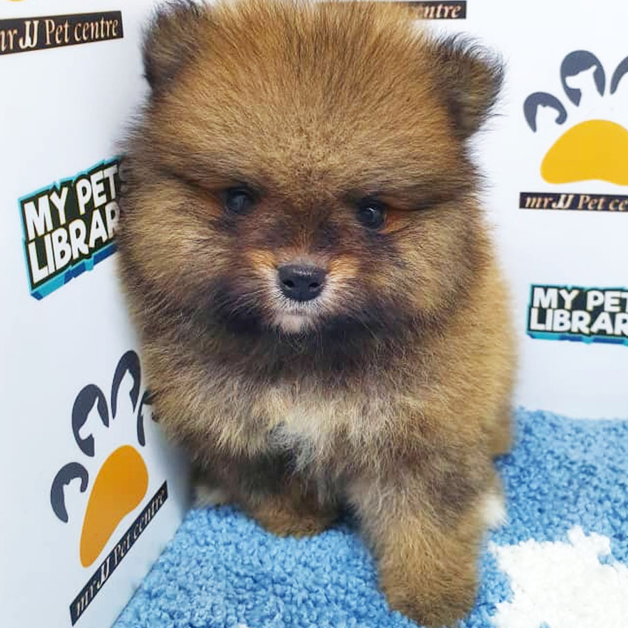 Pomeranian Puppy (Male) For Sale