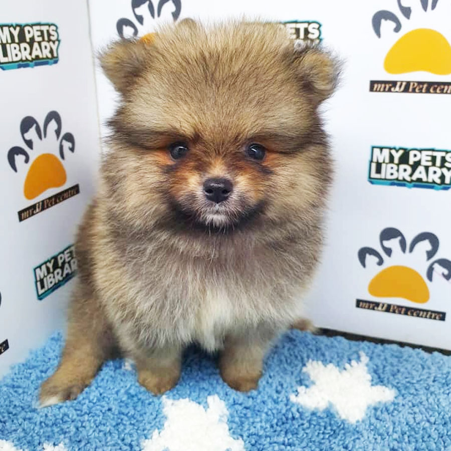 Pomeranian Puppy (Male) For Sale