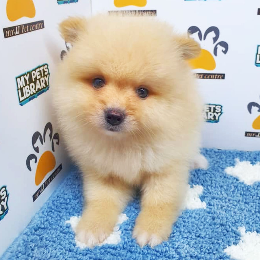 Pomeranian Puppy (Male) For Sale