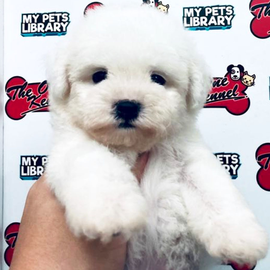 Bichon Frise Puppy (Male) For Sale