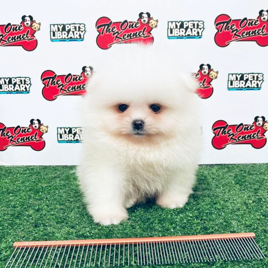 Pomeranian Puppy (Male) For Sale