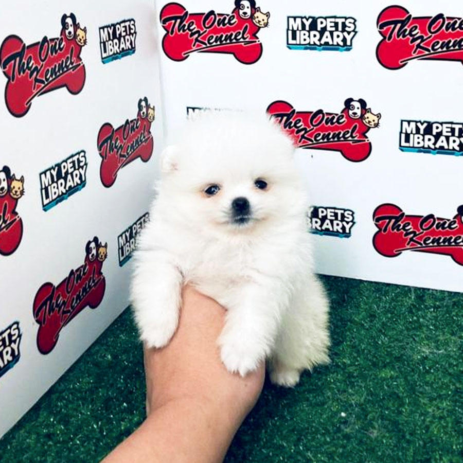 Teacup Pomeranian Puppy For Sale