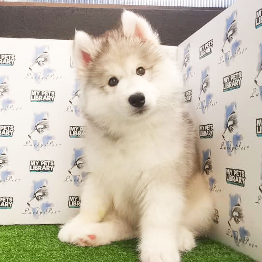 Wooly Husky Puppy For Sale