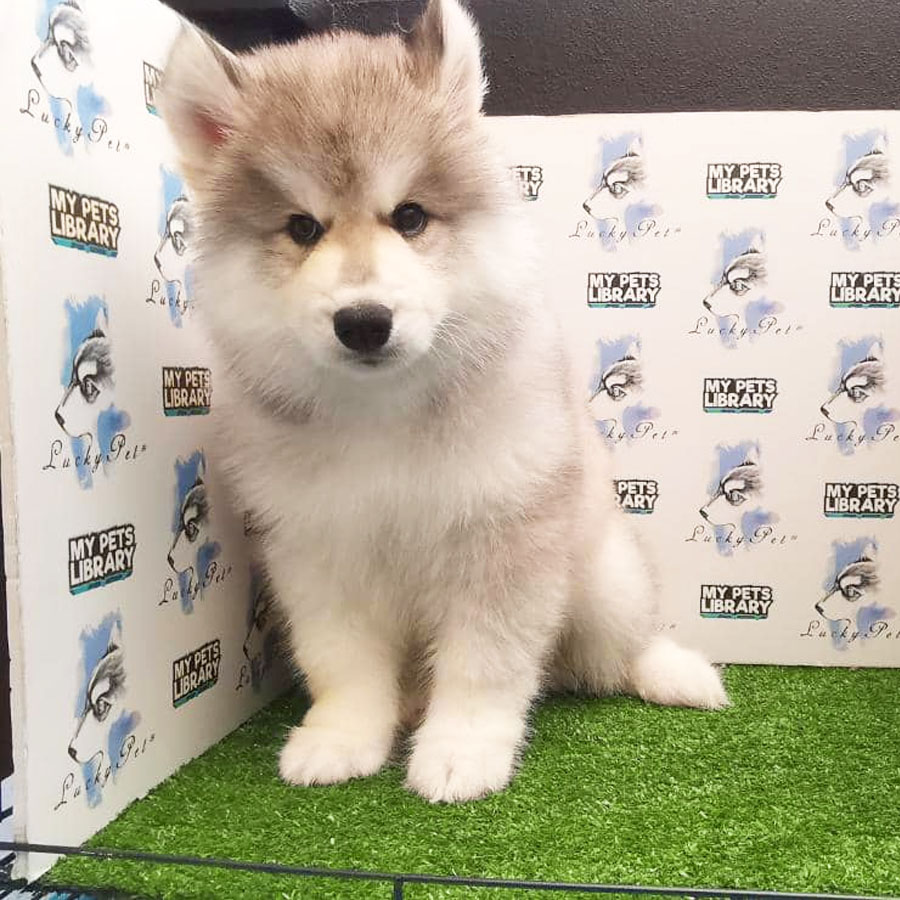 Wooly Husky Puppy For Sale
