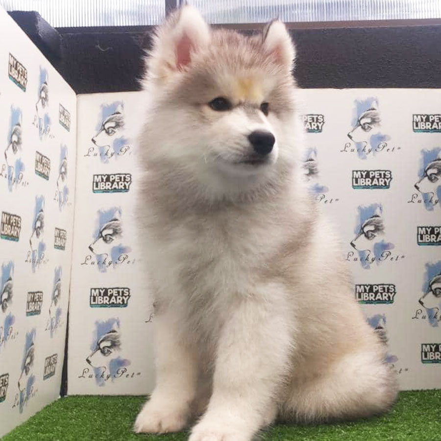 Wooly Husky Puppy For Sale