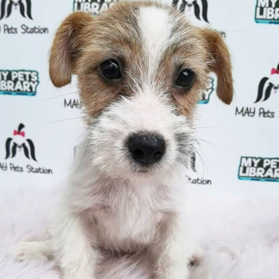 Jack Russell Puppy For Sale