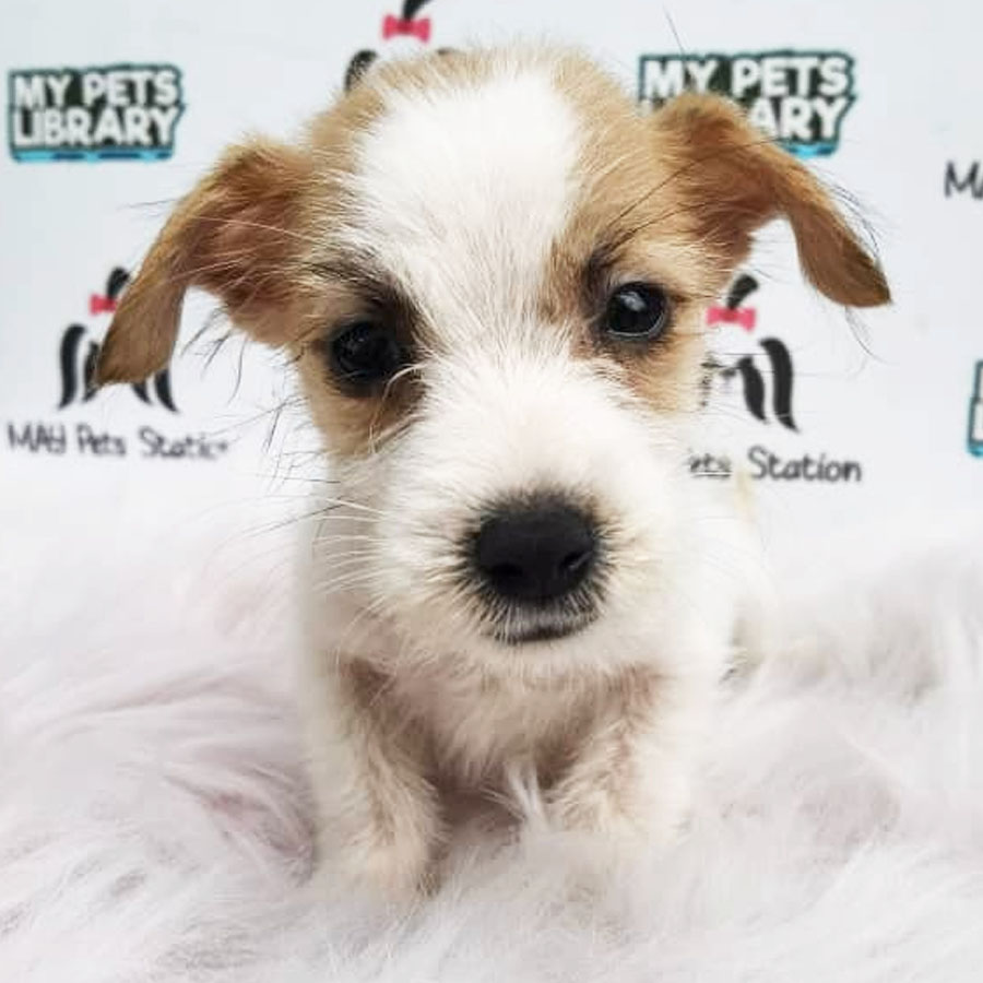 Jack Russell Puppy For Sale