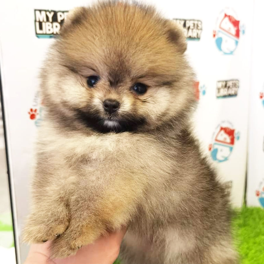 Pomeranian Puppy (Female) For Sale
