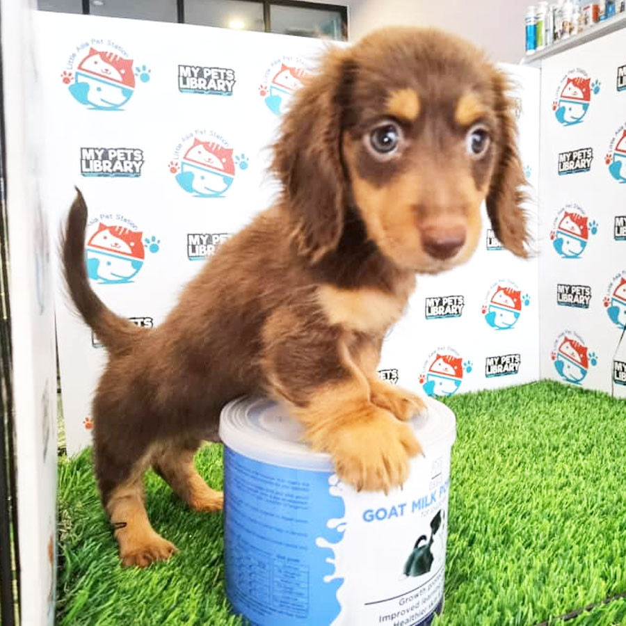 Mini Dachshund Puppy For Sale