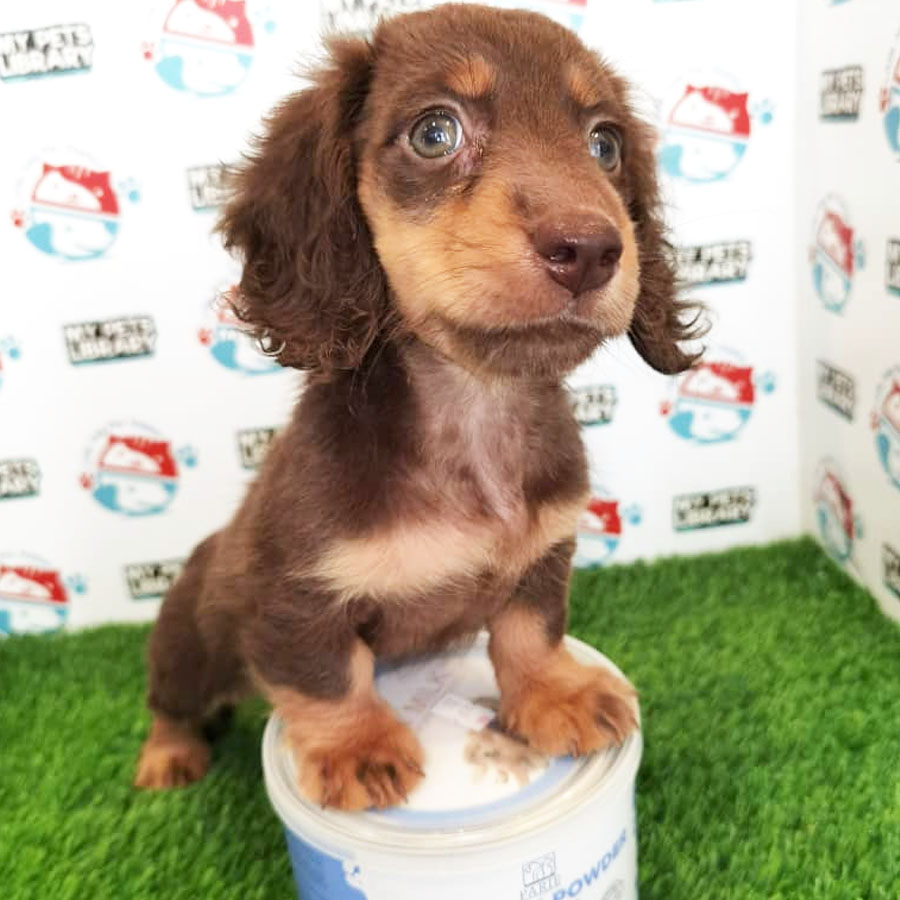 Mini Dachshund Puppy For Sale