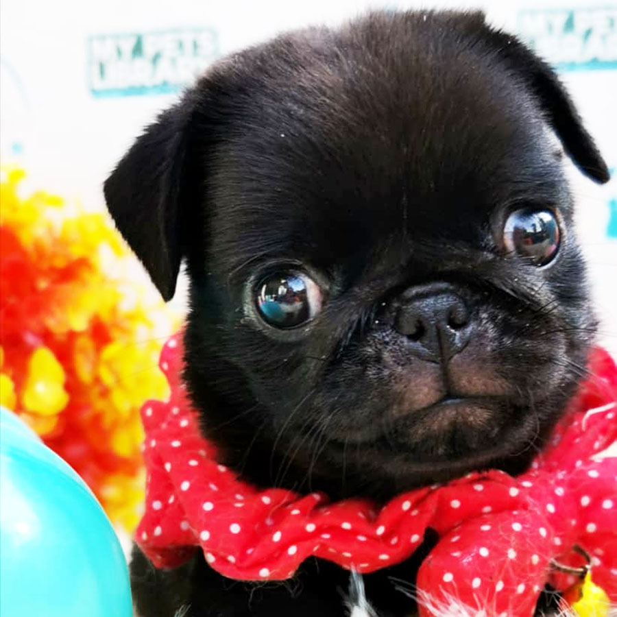 Pug Puppy (Female) For Sale