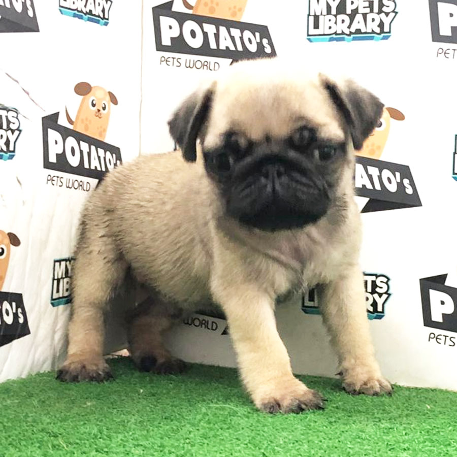 Pug Puppy (Male) For Sale
