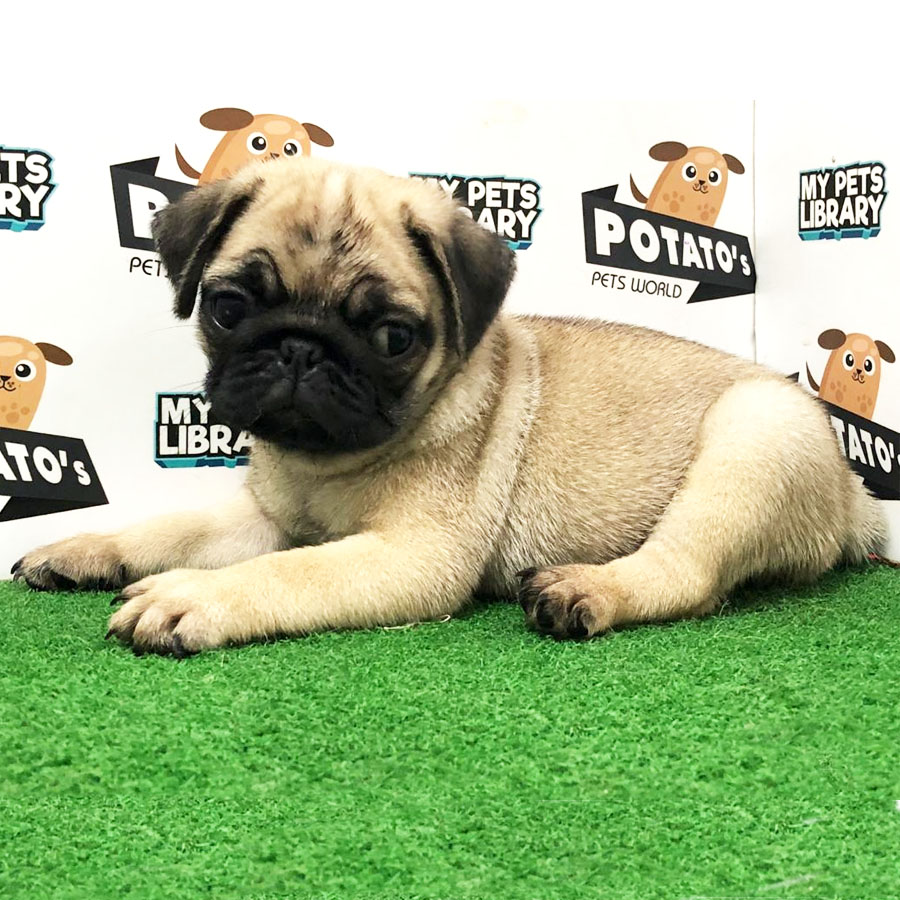Pug Puppy (Male) For Sale