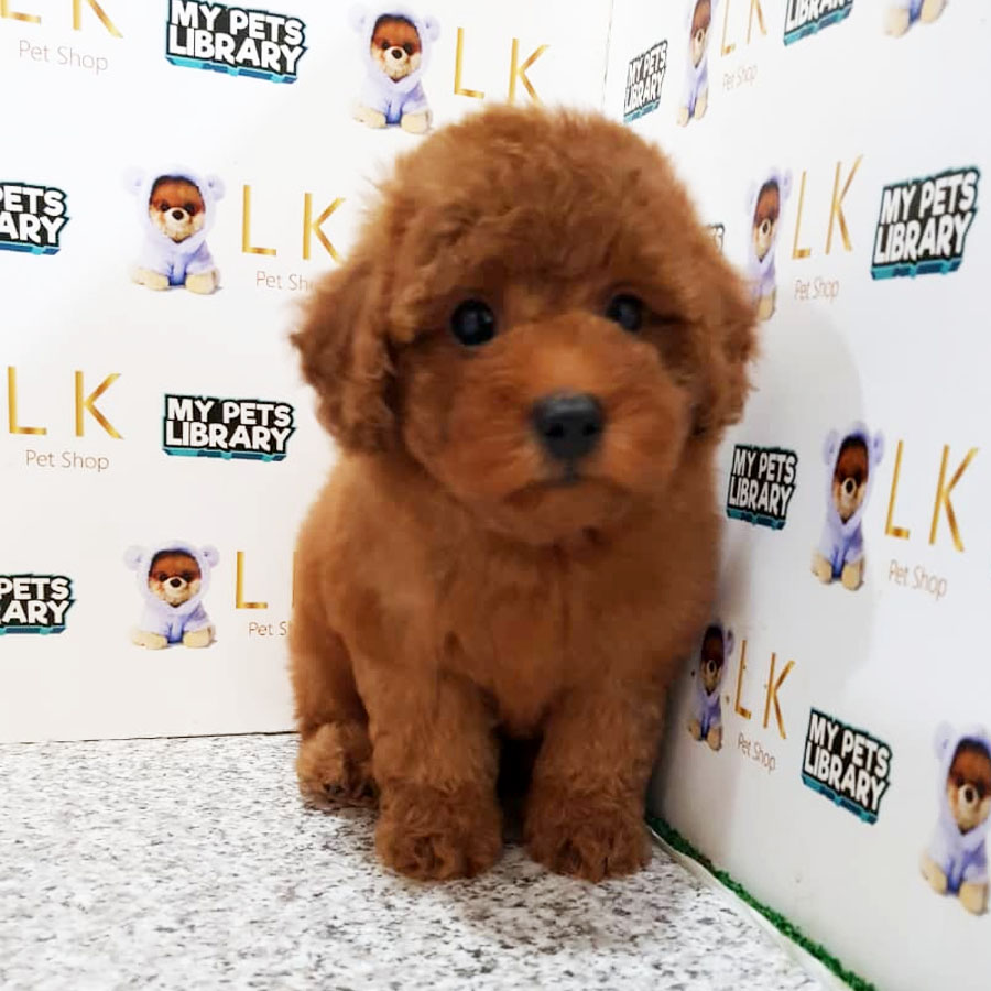Toy Poodle Puppy (Male) For Sale
