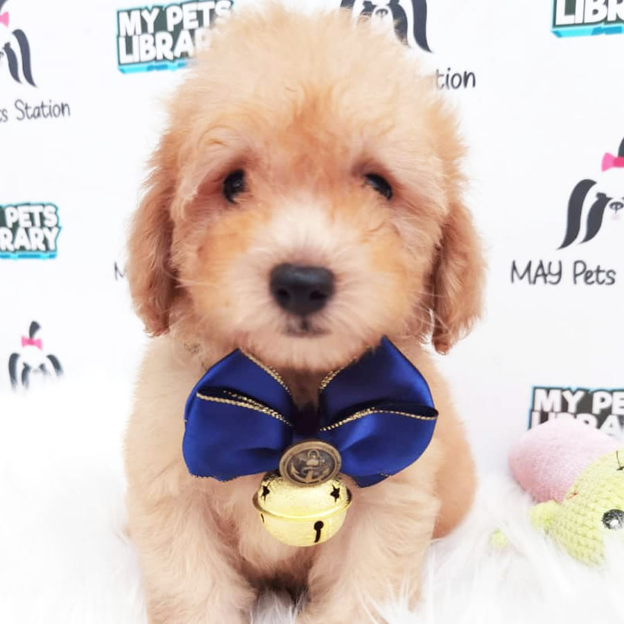 Tiny Toy Poodle Puppy ( Male ) For Sale