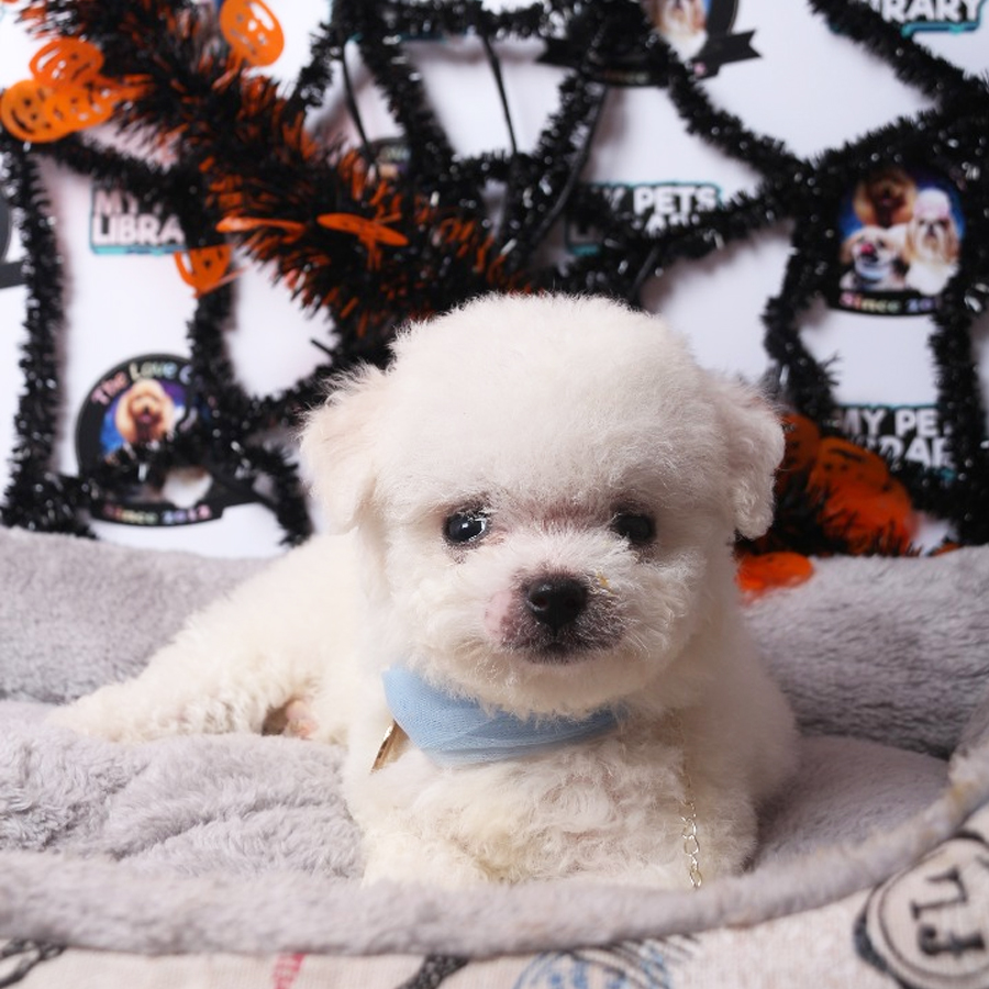 Bichon Frise Puppy (Female) For Sale