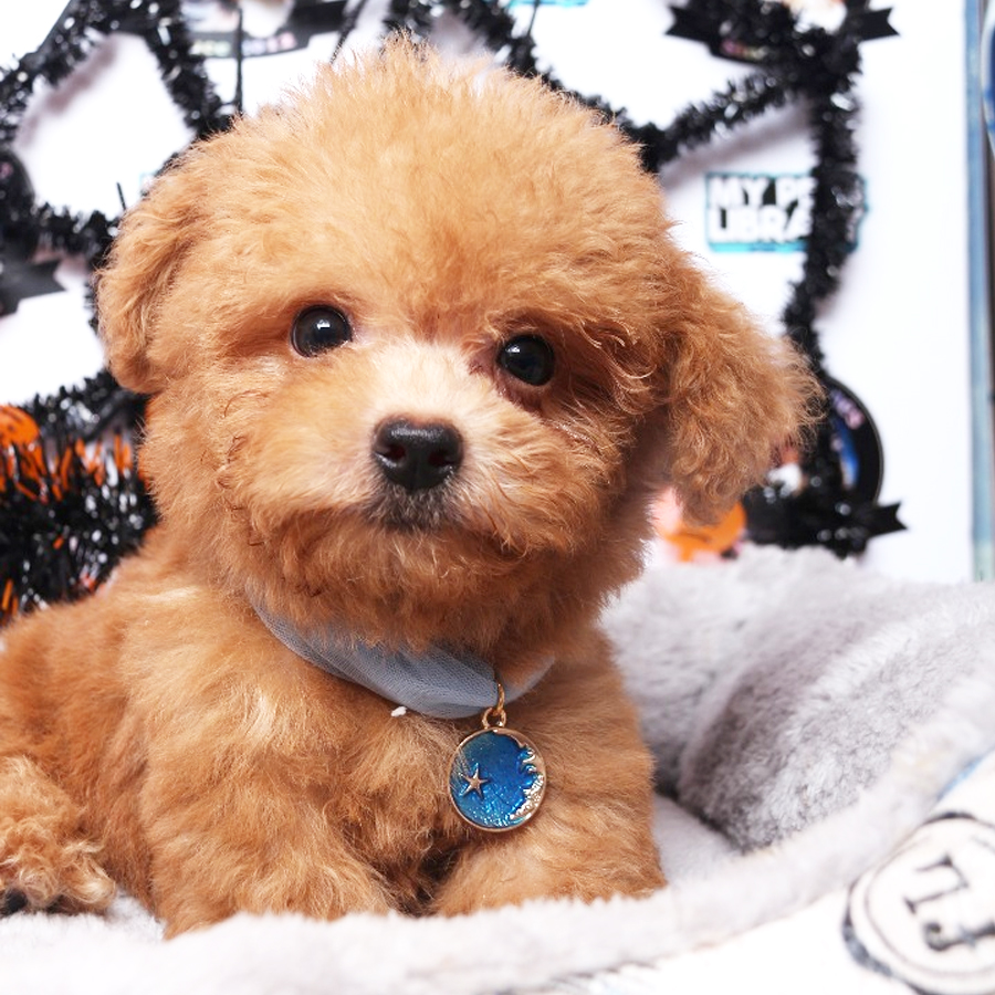 Tiny  Poodle Puppy (Male) For Sale