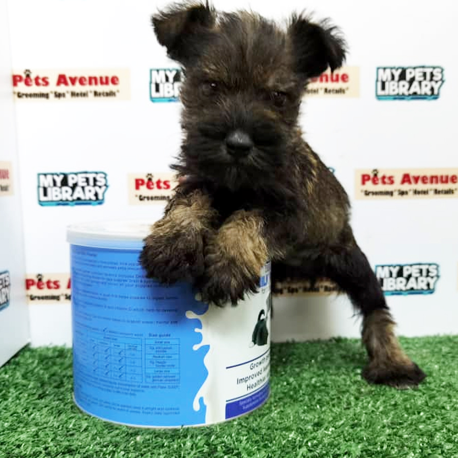 Schnauzer ( Male )  Puppy For Sale