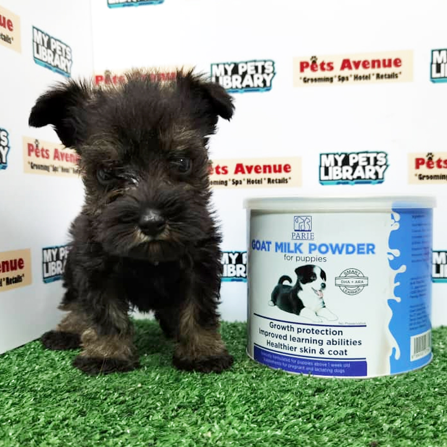 Schnauzer ( Male )  Puppy For Sale