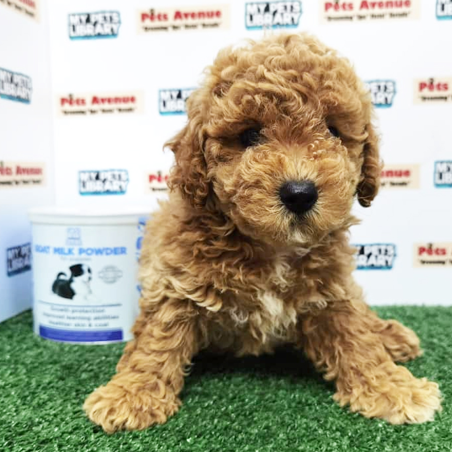 Toy Poodle Puppy (Female) For Sale