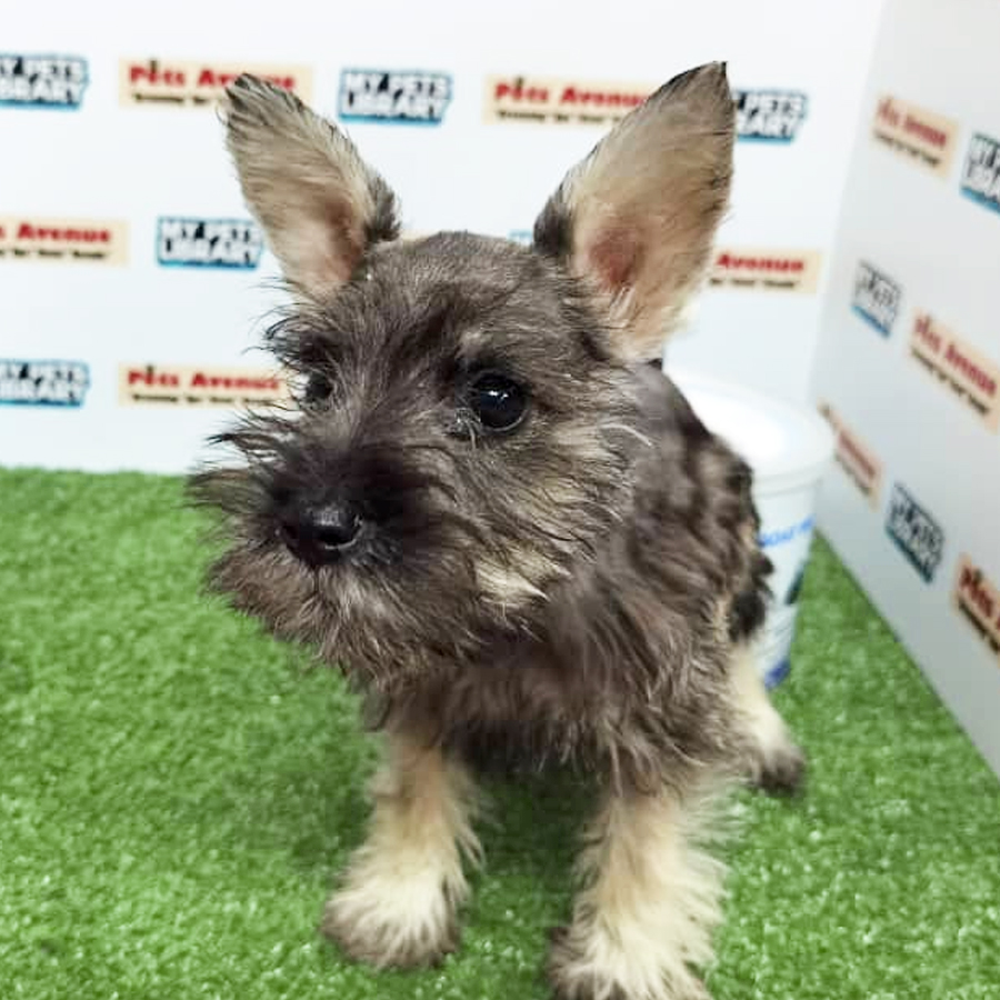 Schnauzer ( Male )  Puppy For Sale