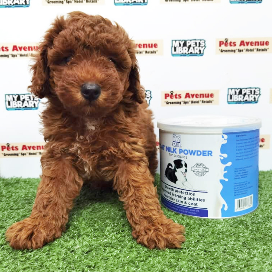 Toy Poodle Puppy (Male) For Sale