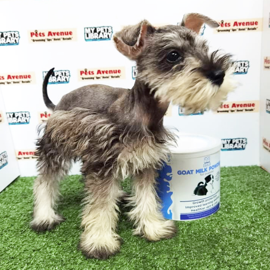 Schnauzer ( Female )  Puppy For Sale