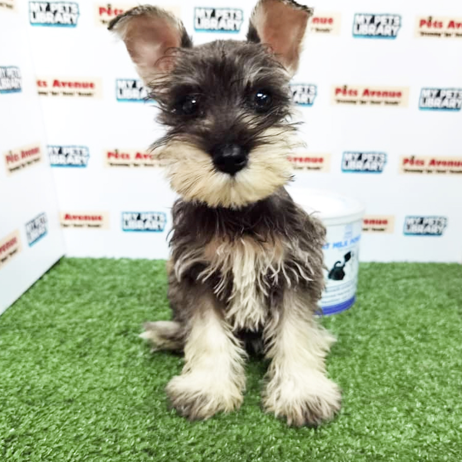 Schnauzer ( Female )  Puppy For Sale