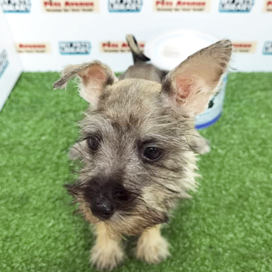 Schnauzer ( Female )  Puppy For Sale