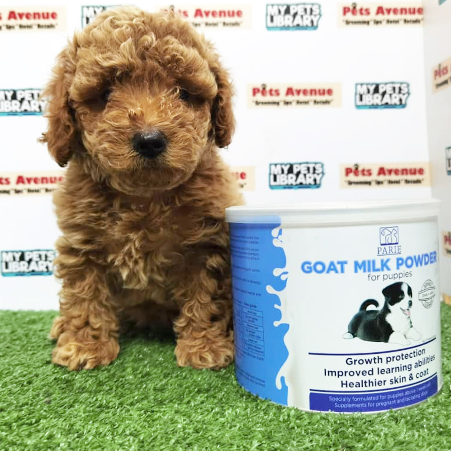 Toy Poodle Puppy (Female) For Sale