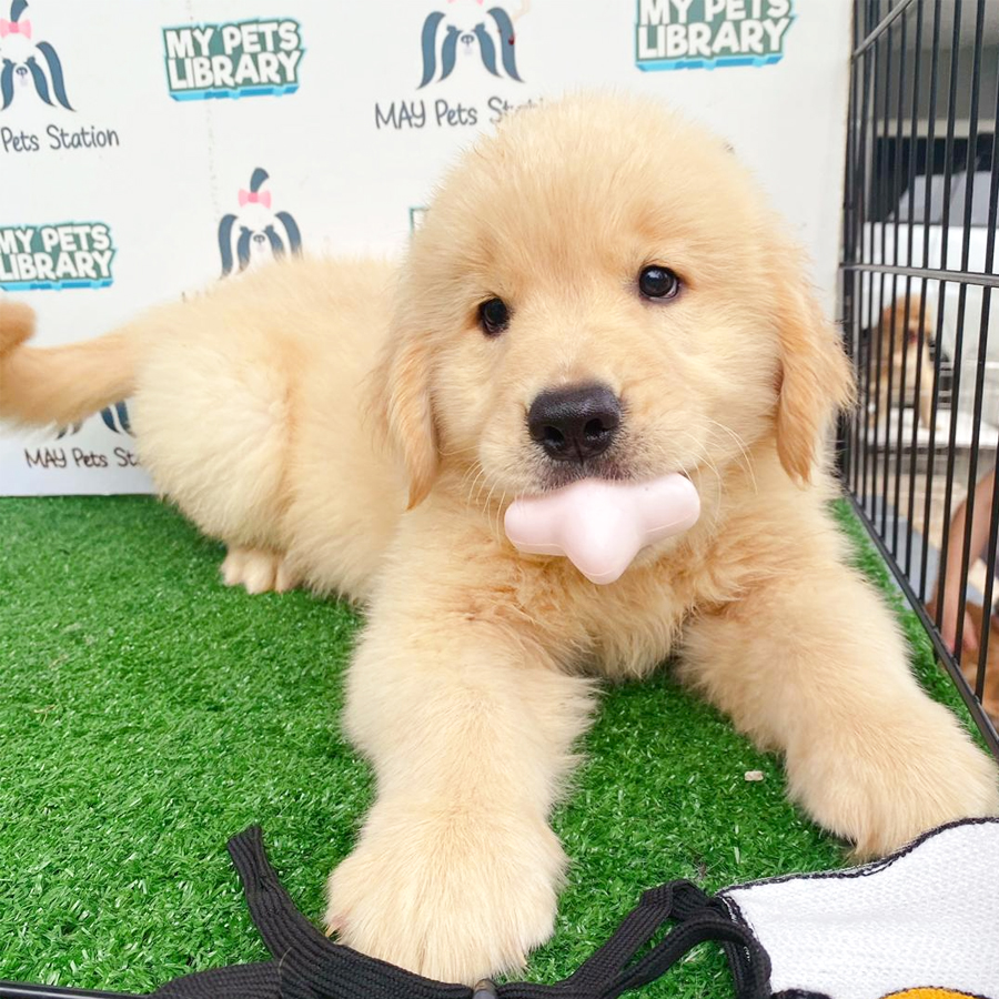 Golden Retriever Puppy (Male) For Sale